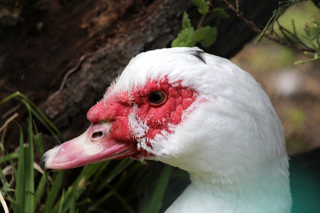 线单臂劈扣 线单臂劈扣